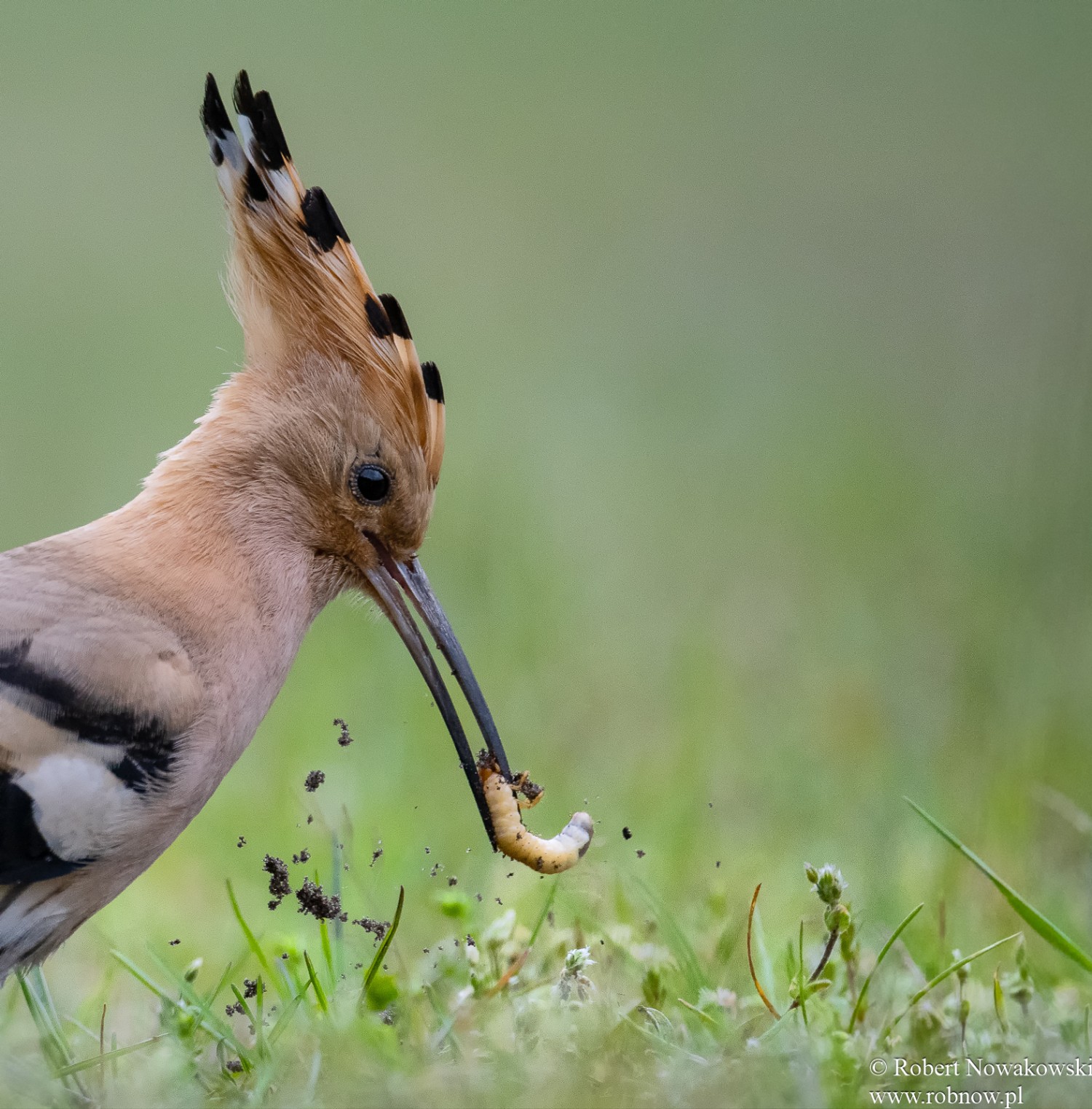 livebirdspoland_a612f1a4c63d5bd7f4c631113bbb02e8.jpg