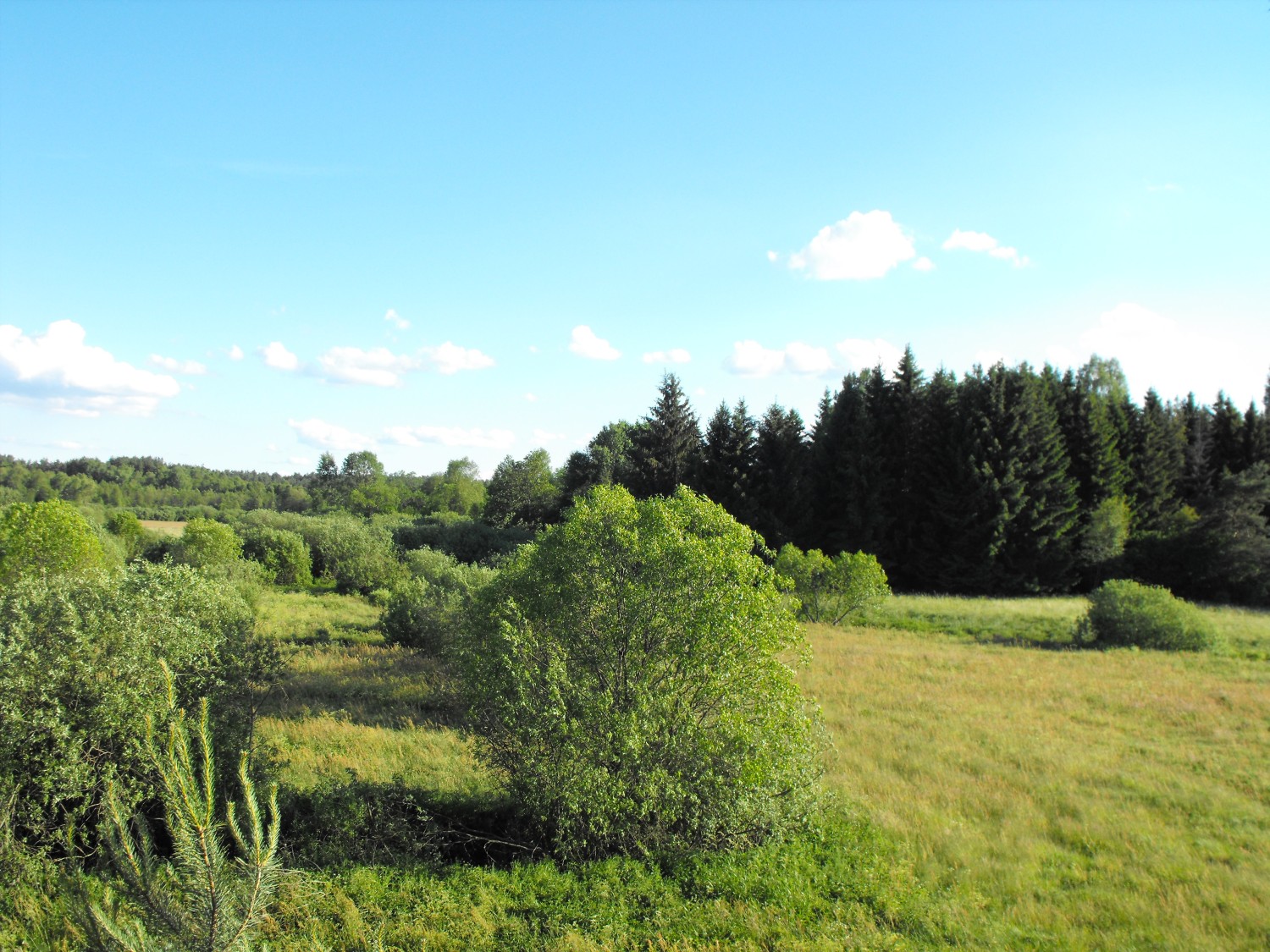 livebirdspoland_87ac31f251a59b91b1dde43daa9819c7.jpg