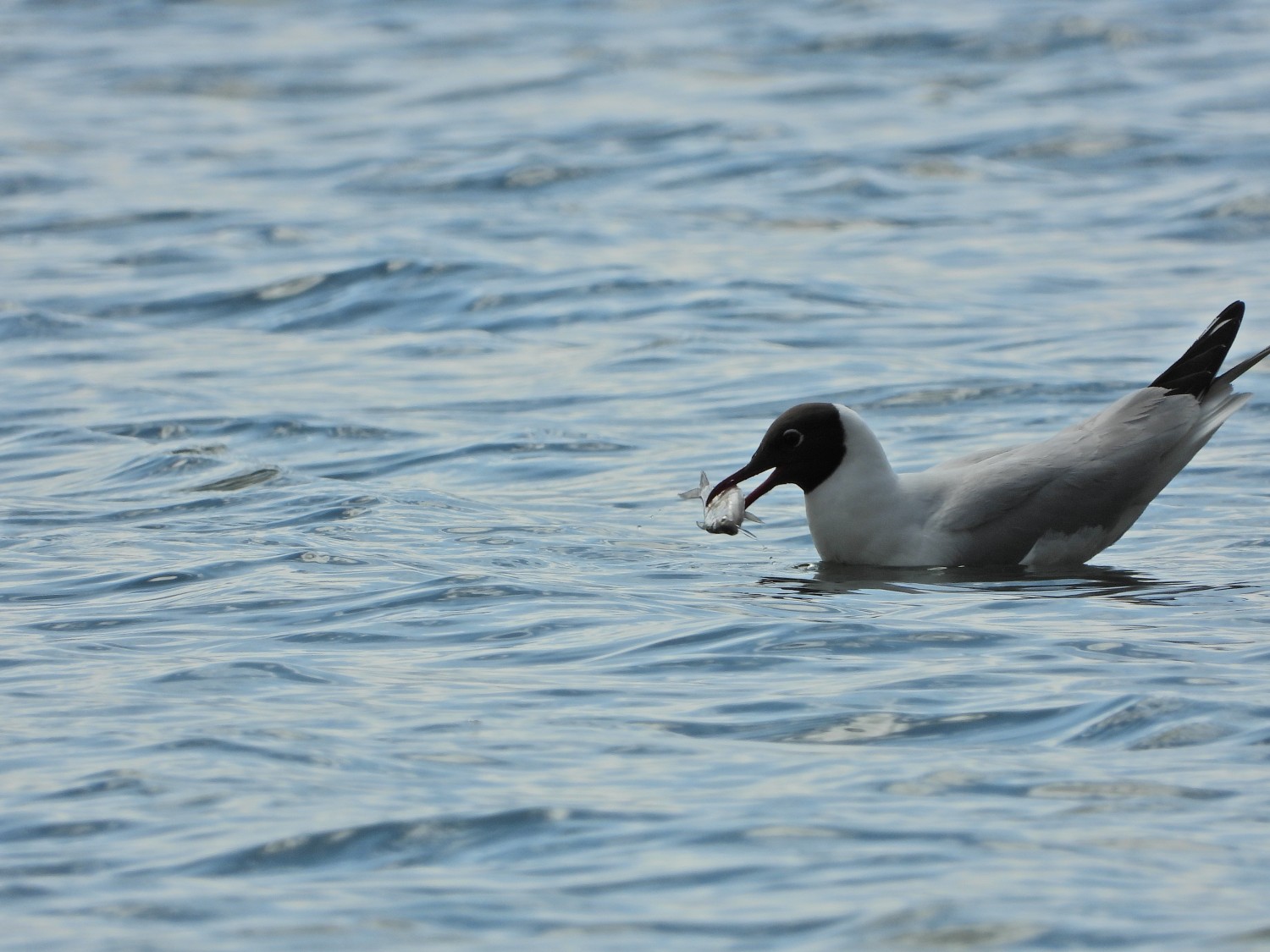 livebirdspoland_365109f01015d5cb253fde29fc573b26.jpg