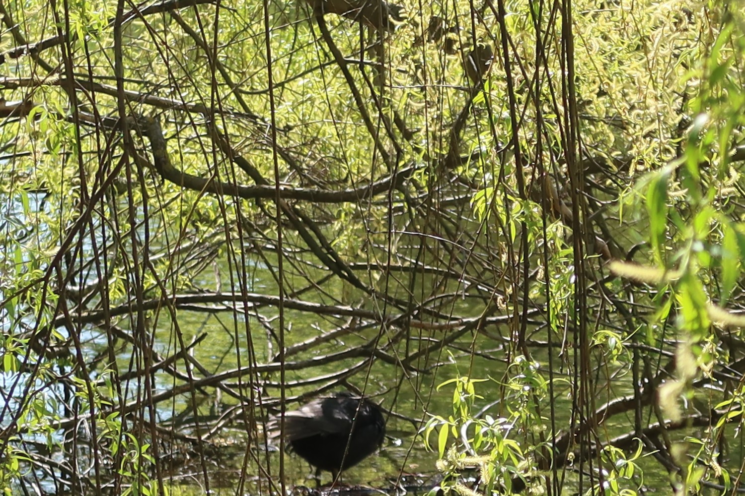 livebirdspoland_f70c76f540493dc2b0649fd98d40a232.jpg