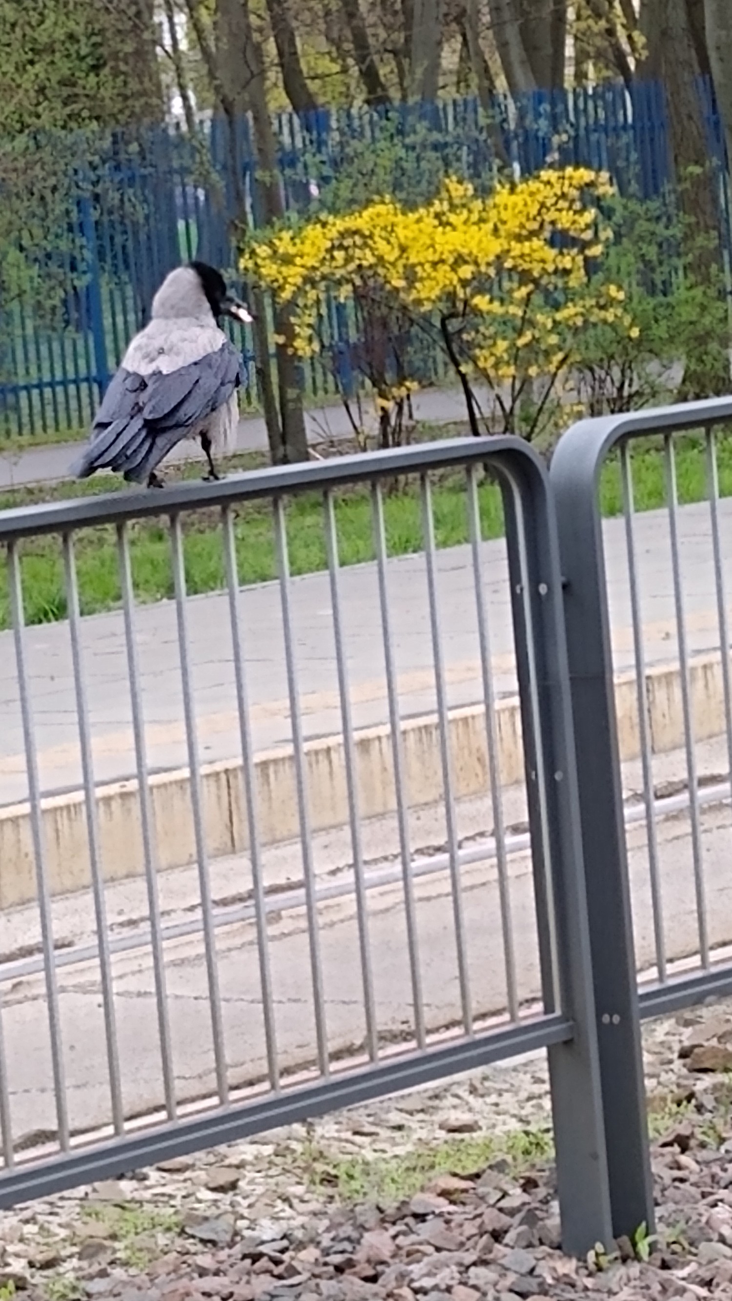 livebirdspoland_38c80900ace9ca27bc5a8b9b91264b87.jpg