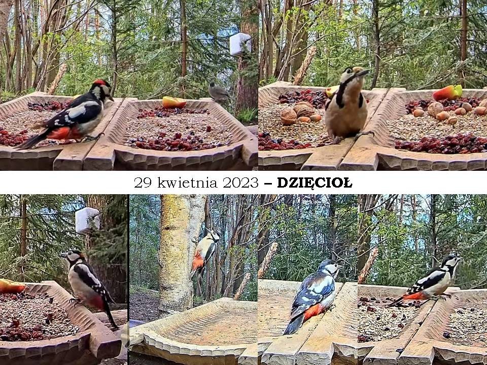 livebirdspoland_2b77381f95b2afbd797d2a1ceae35eba.jpg