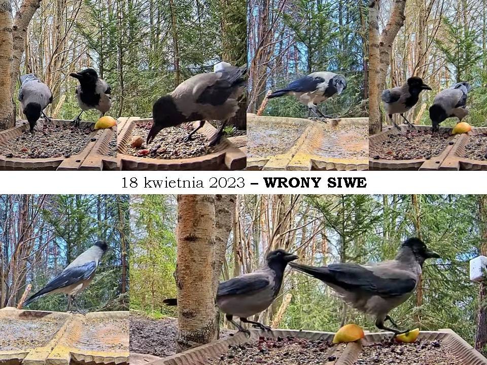 livebirdspoland_38cc191bdb3916b89a45e44f3fded24c.jpg