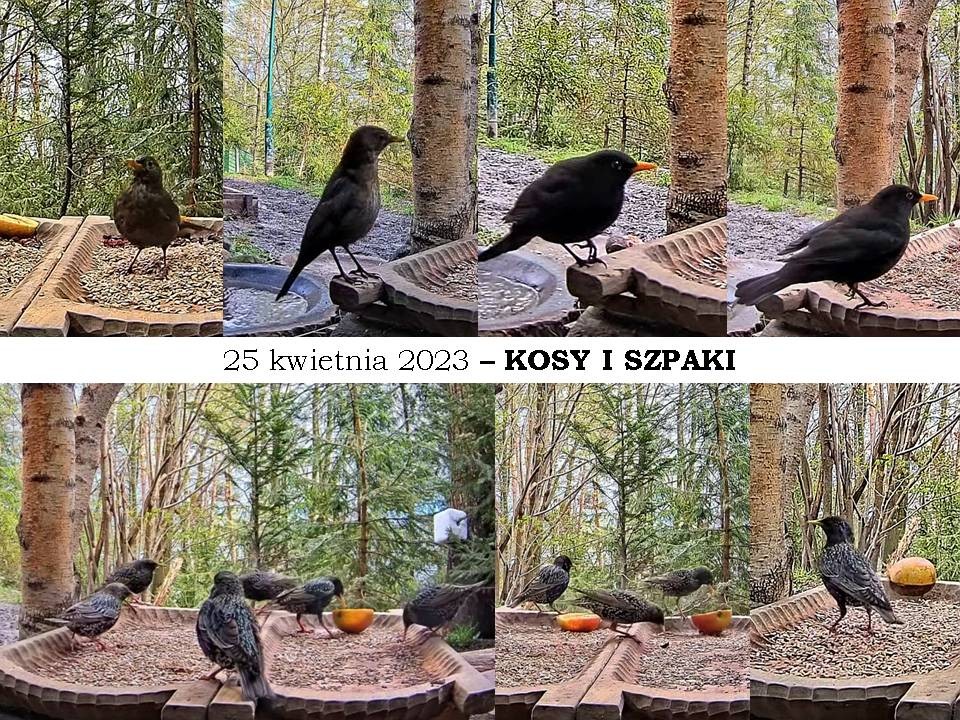livebirdspoland_c6151a855104a13d031bebd90eb441a6.jpg