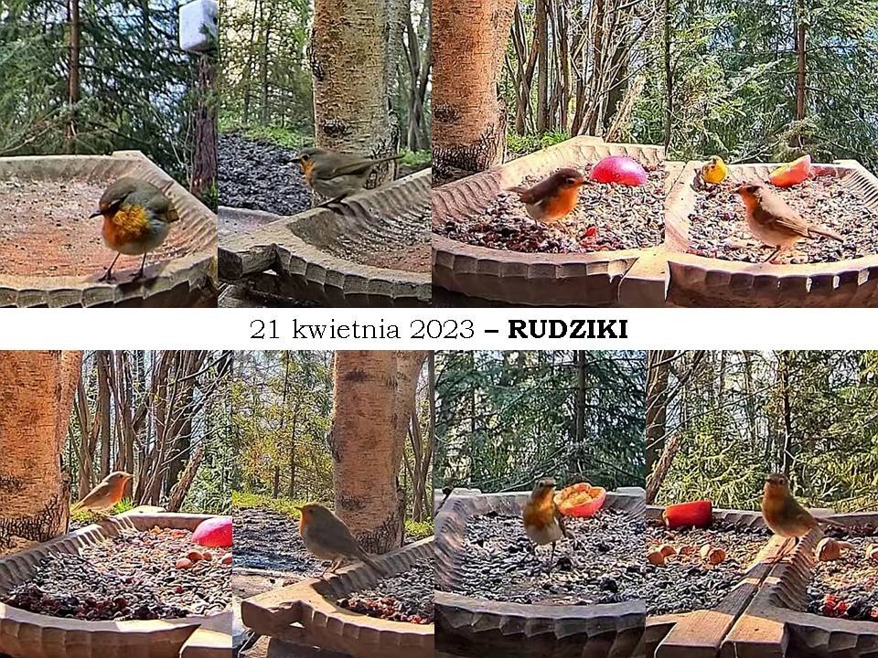 livebirdspoland_59fdc6916f61923883f3faee9ab8d172.jpg