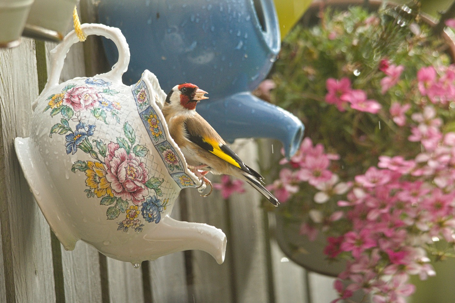 livebirdspoland_b2a79393823d2a1c9e342181af176ca5 (1).jpg