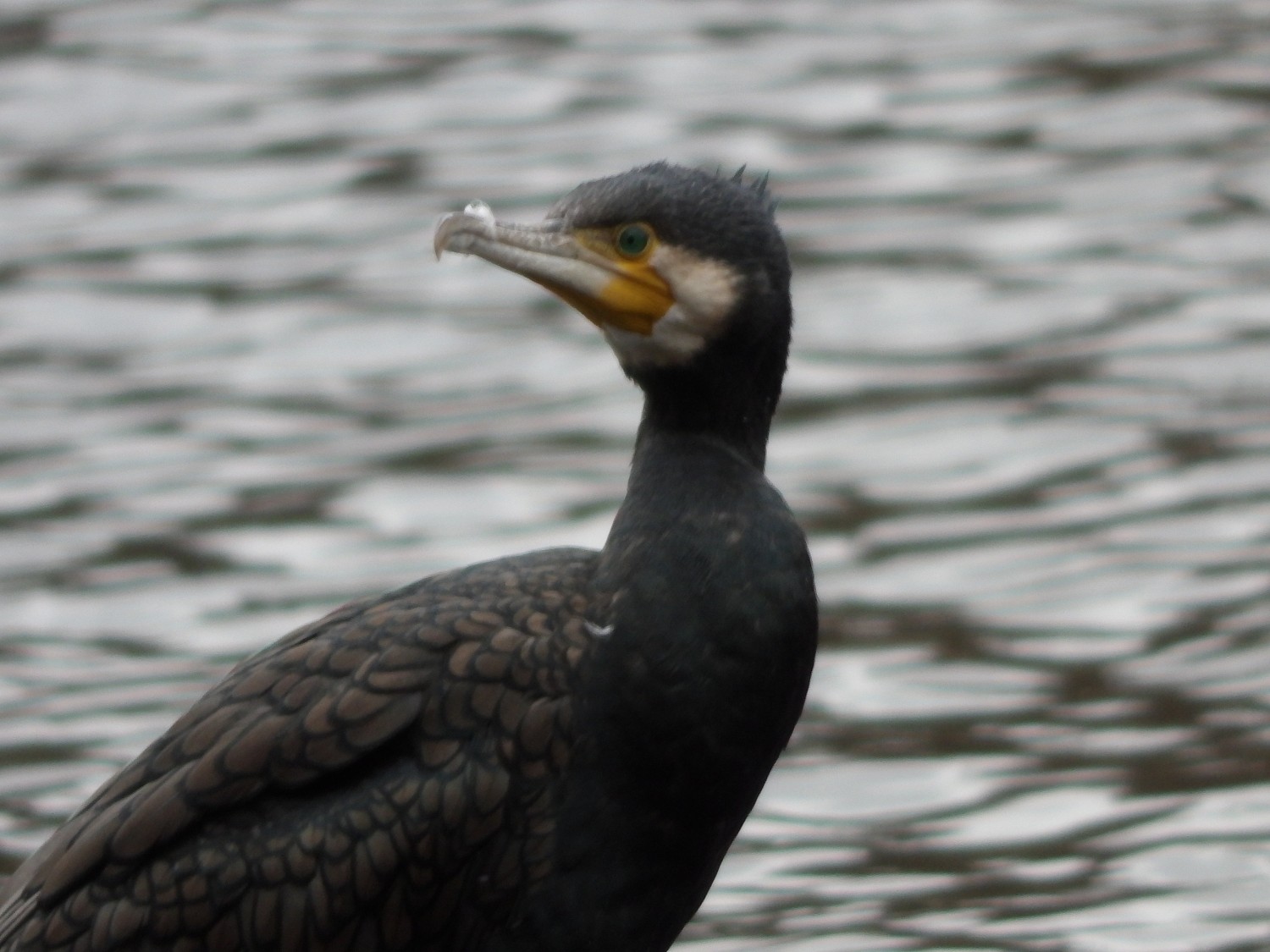 livebirdspoland_747d3cd4b80362a6333aa9b1b4b23713.jpg