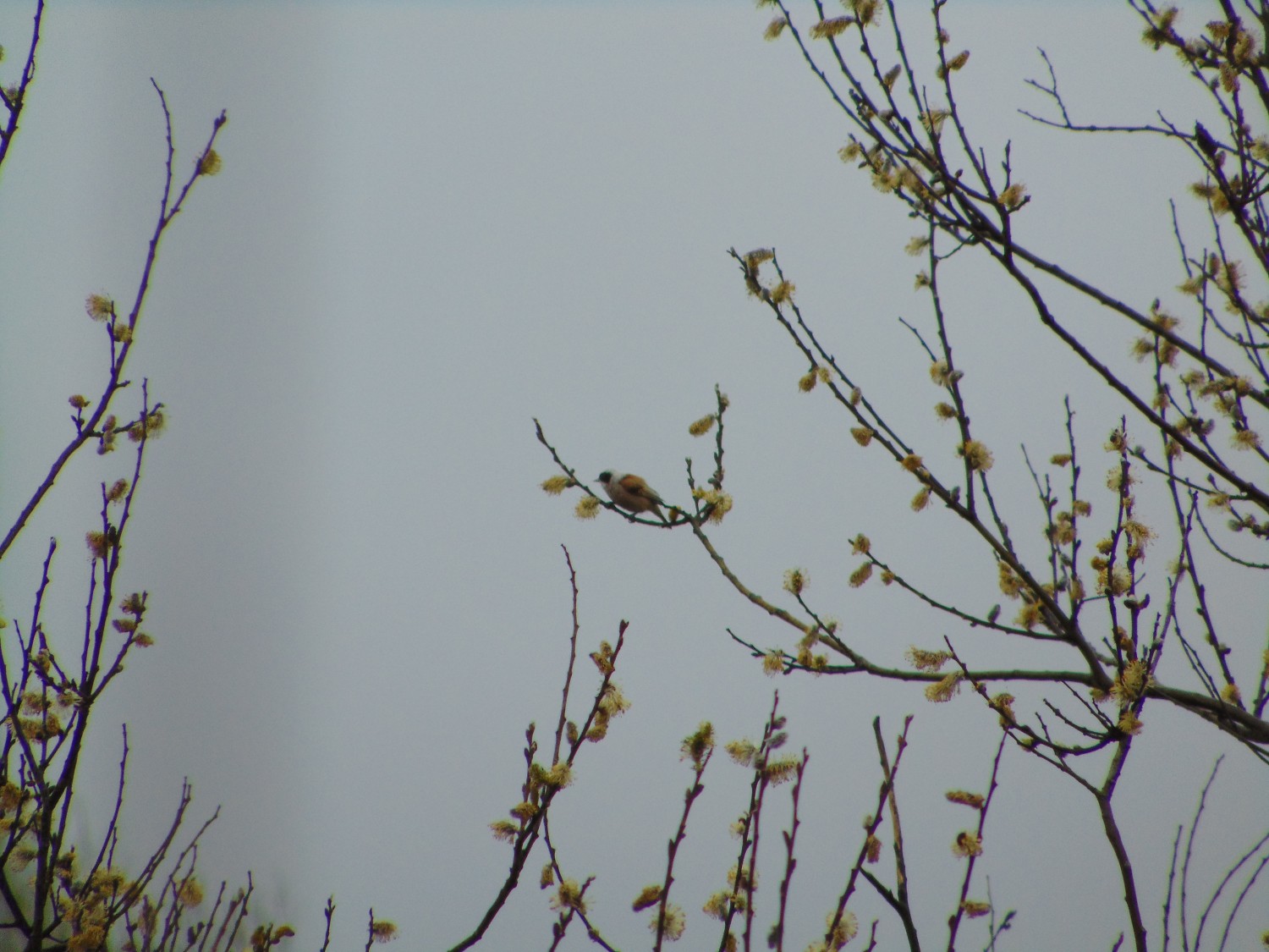 livebirdspoland_beeffd2e28ad5f20b0b57d65d601920a.jpg