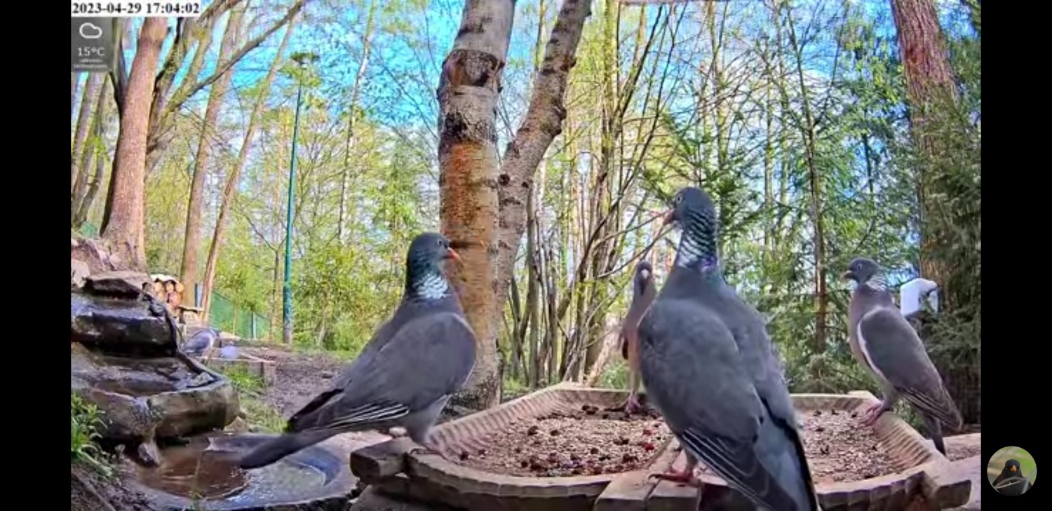 livebirdspoland_16da25de5faefb7ee8b51f95ab01a87e.jpg