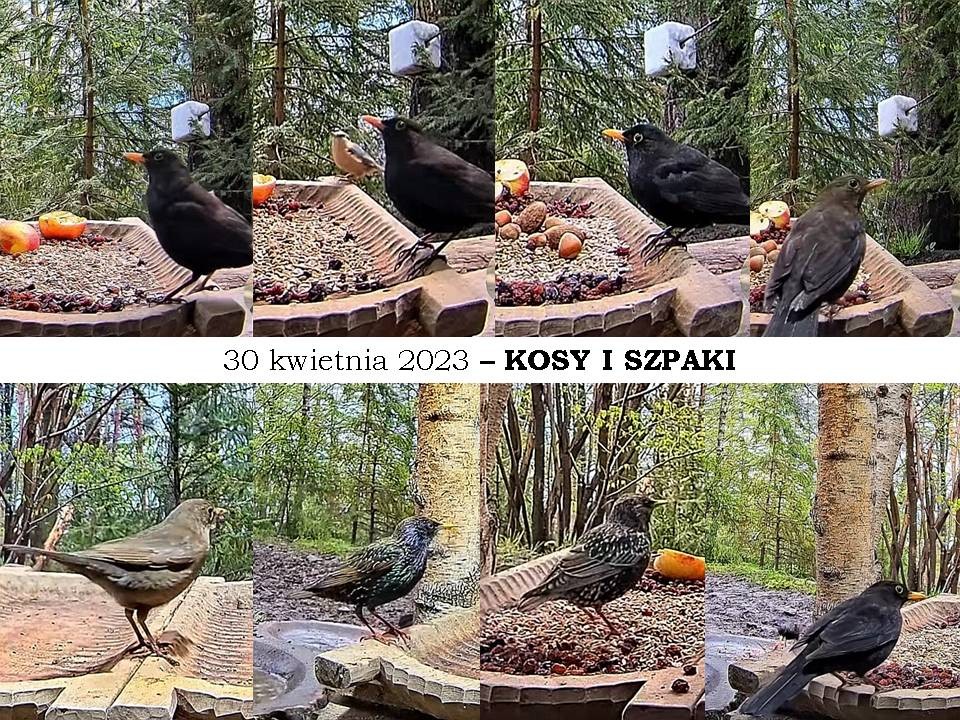 livebirdspoland_918274f698307de9abfd645922baae92 (1).jpg