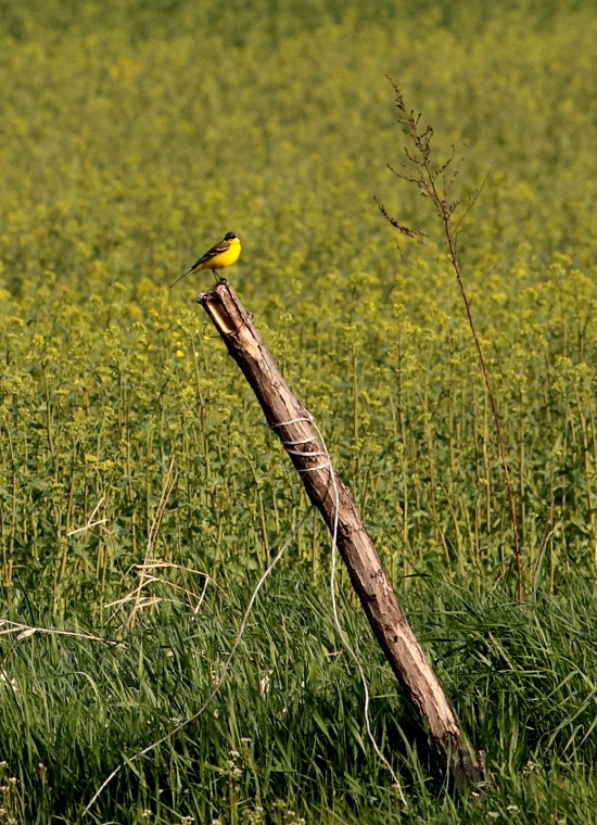 livebirdspoland_2b094b698a0fe9e670ec32f252ecce47.png