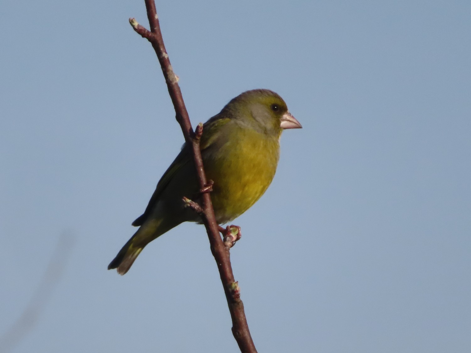 livebirdspoland_0db211c4fb842ce882b804ef733b7cff.jpg