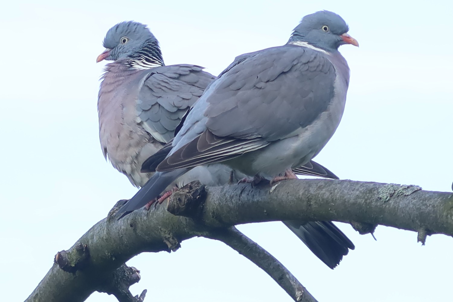 livebirdspoland_b0c56a0f1d8d7ede0ca8a3ec3793f7c5.jpg