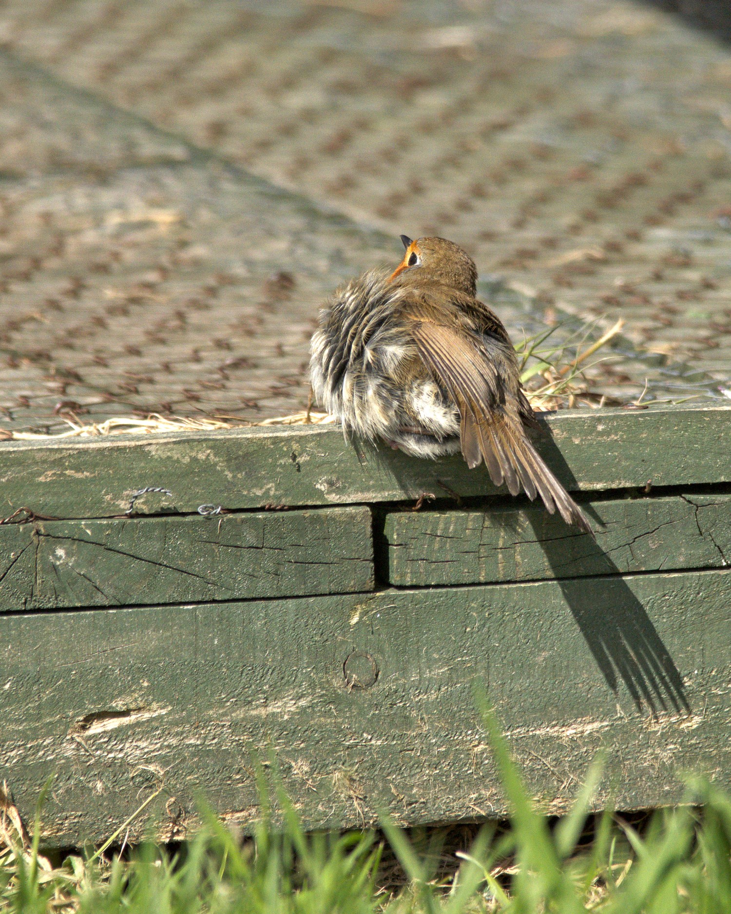 livebirdspoland_9da12a5ea809ccb639c17613e0a55d43.jpg