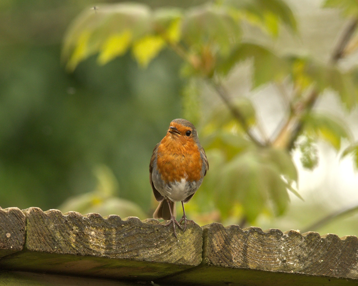 livebirdspoland_606571fc660bb2dec6950d3af6f40777.jpg