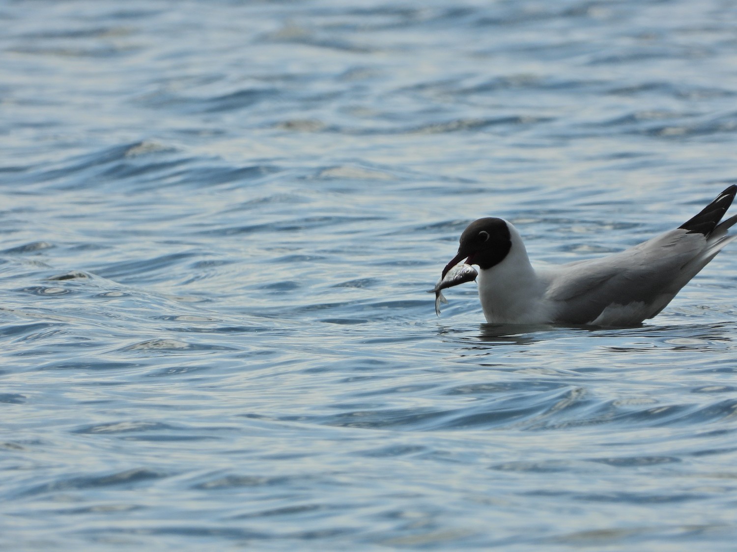 livebirdspoland_fec1dcb357ab1bccebe71a02de2c795a.jpg