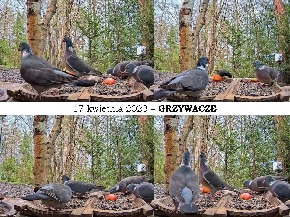 livebirdspoland_e9c84b1aceda7f145a78b68c3701efa8.jpg