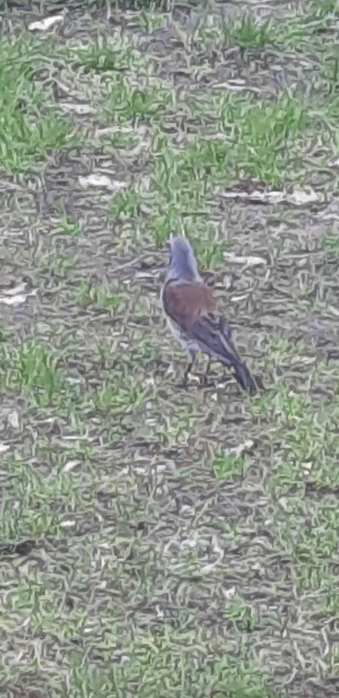 livebirdspoland_1529a4c1118549dce0b584e521af9b19.jpg