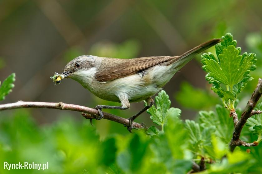 livebirdspoland_783d9da250f8eced358935f67f974973.png