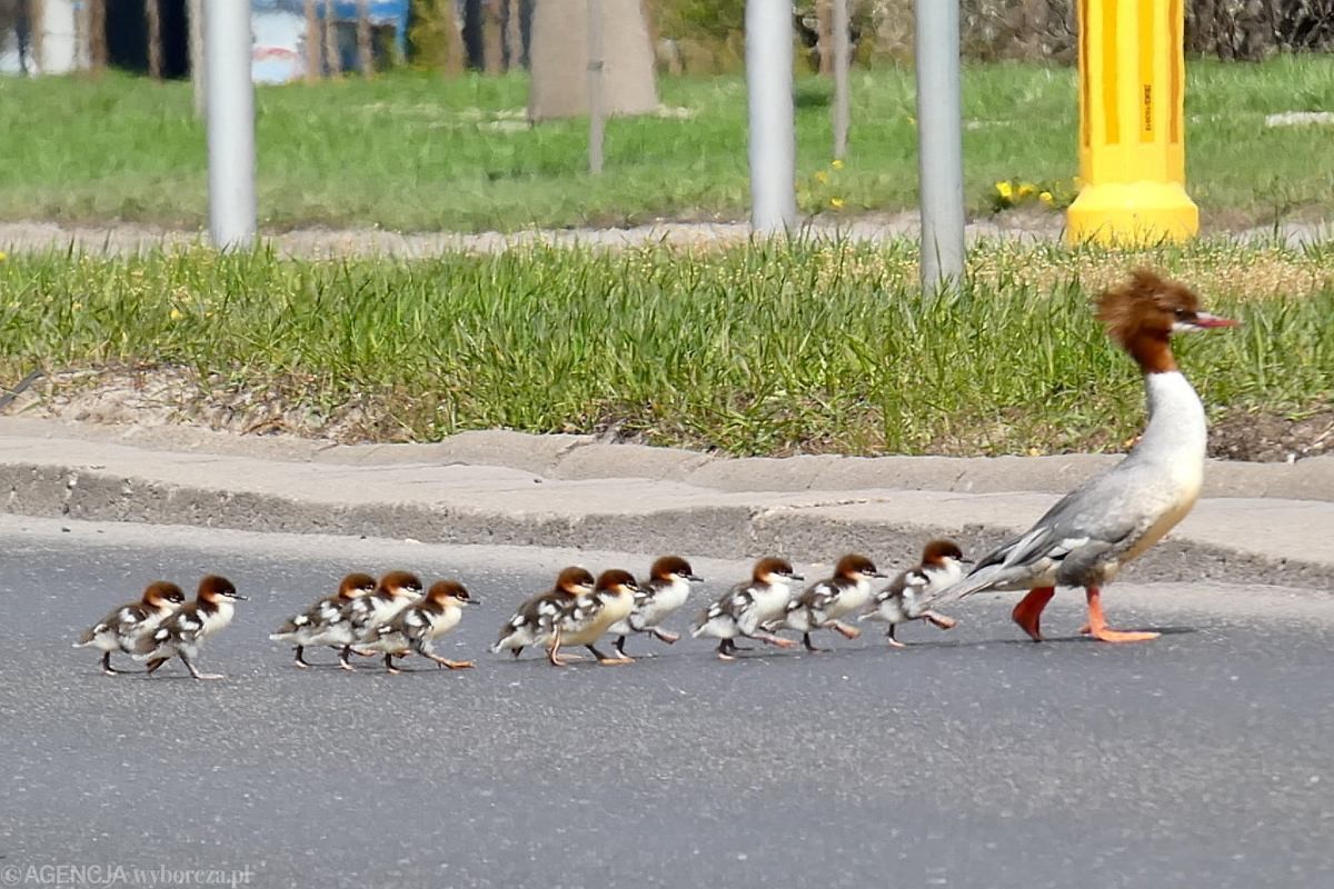 livebirdspoland_839bb927ed0c40728426daaea9cf934b.jpg