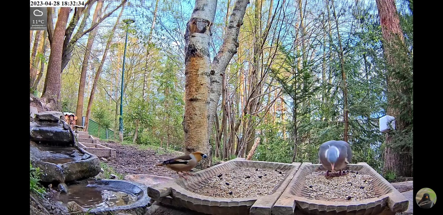 livebirdspoland_83d5822c53d0834b161a08979bca79f3.jpg