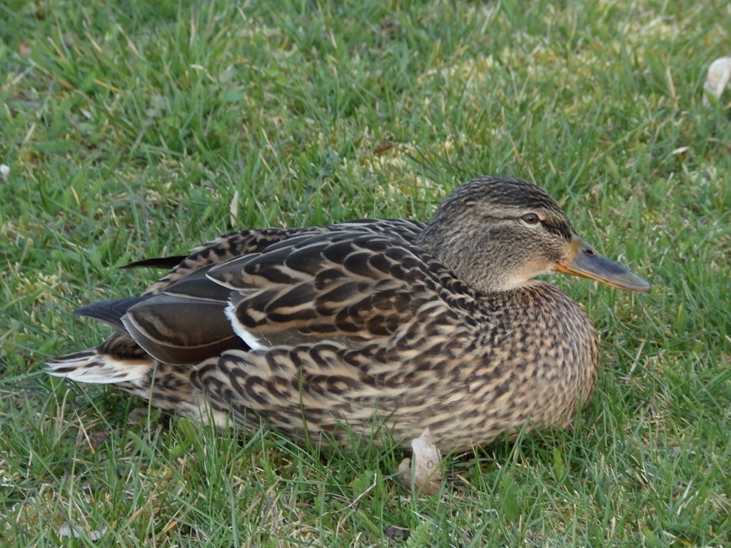 livebirdspoland_e63c00dc0a2541ec9f7e8b72a7cd0625.jpg
