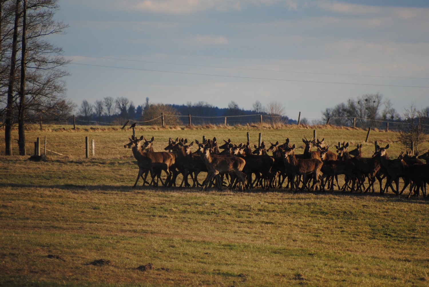 livebirdspoland_7d7e6d7fcd4bfc41072a962885d8d50f.jpg