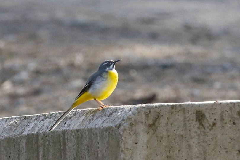 livebirdspoland_947f6ad14332ff4293d4499901ccddd8.png