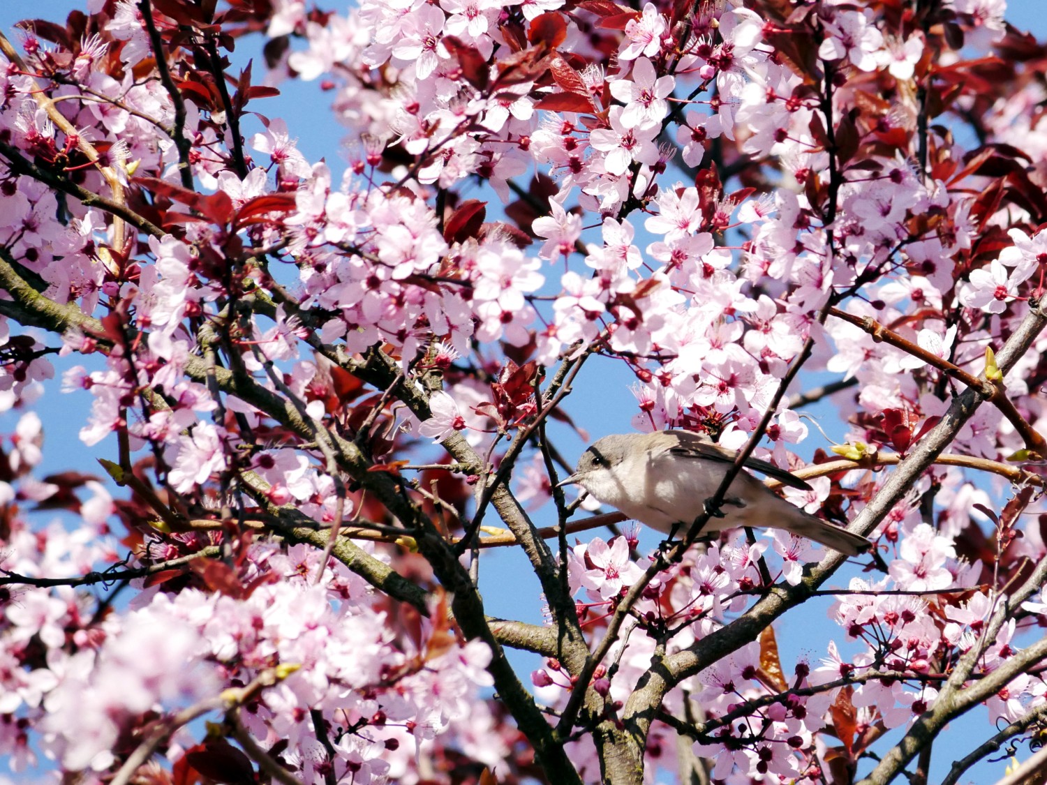 livebirdspoland_b0bdaf570823f7175d6974a28a570531.jpg