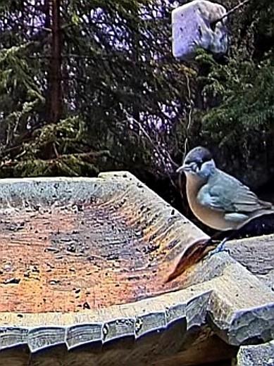 livebirdspoland_702abecd5b0e25737d63f765b9f8c18d.jpg