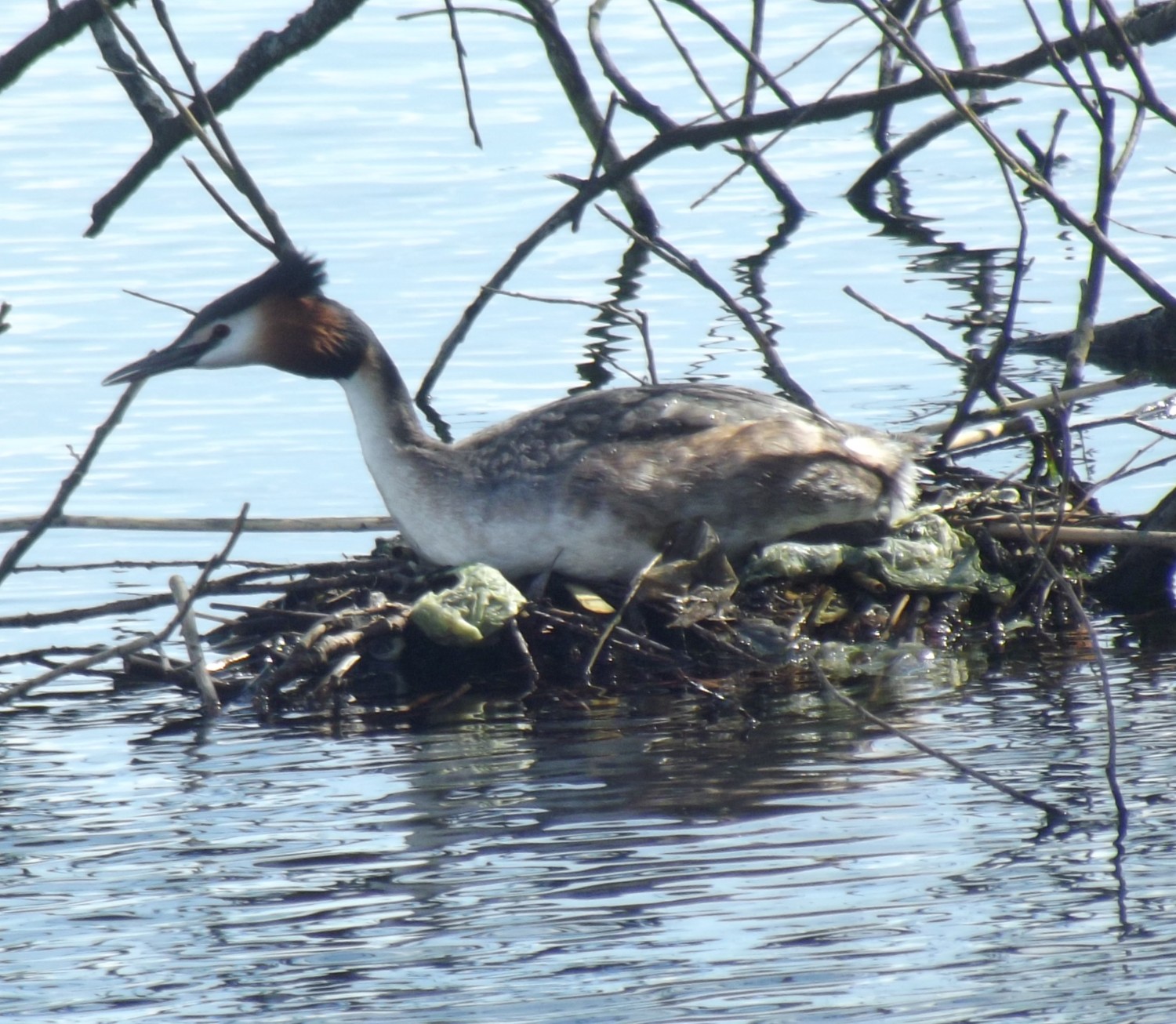livebirdspoland_556e107e3570d69b94bdbb5c6d39e2e5.jpg