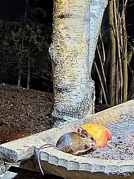 livebirdspoland_5684f9e0bdecf05ae73352803a107679.jpg