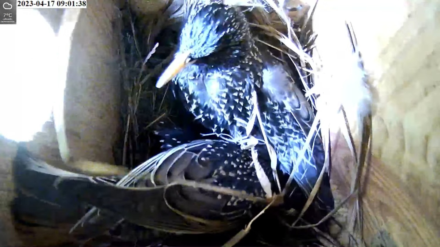 livebirdspoland_1abd3629ac2f918e82eeda06339edb57.jpg