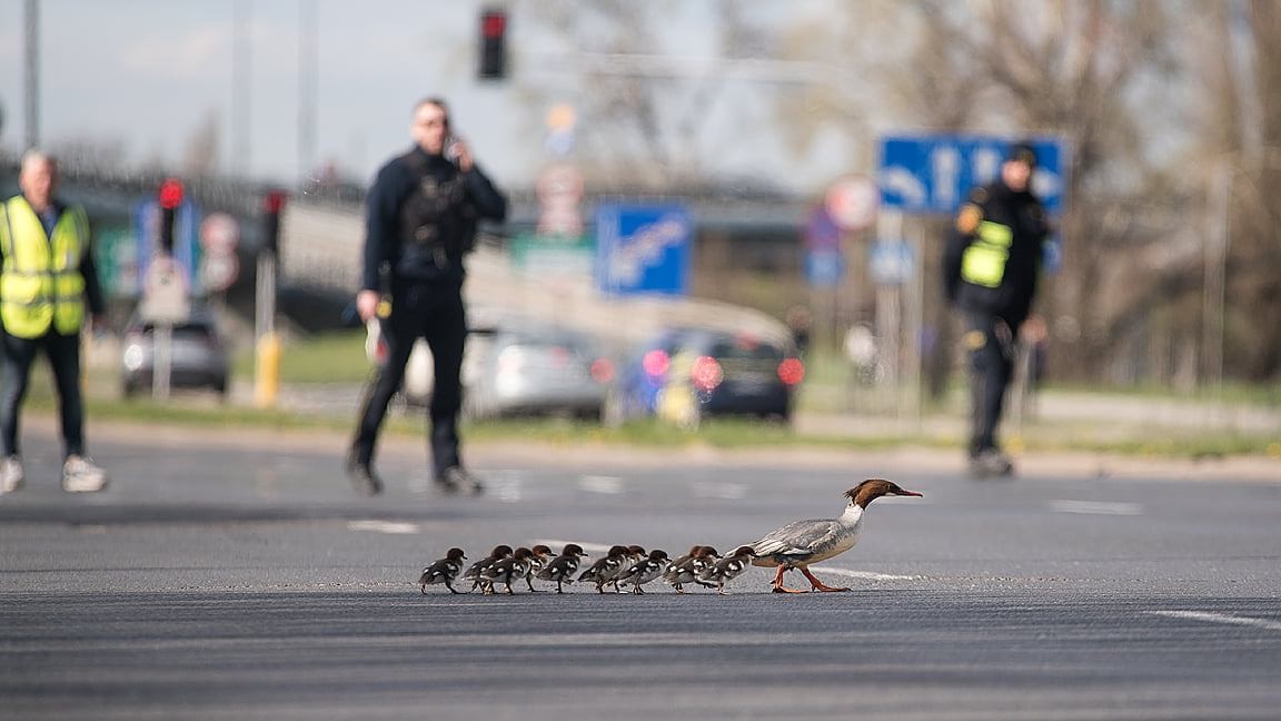 livebirdspoland_1ee7f652150e021f60cc5b0e731e2a21.jpg