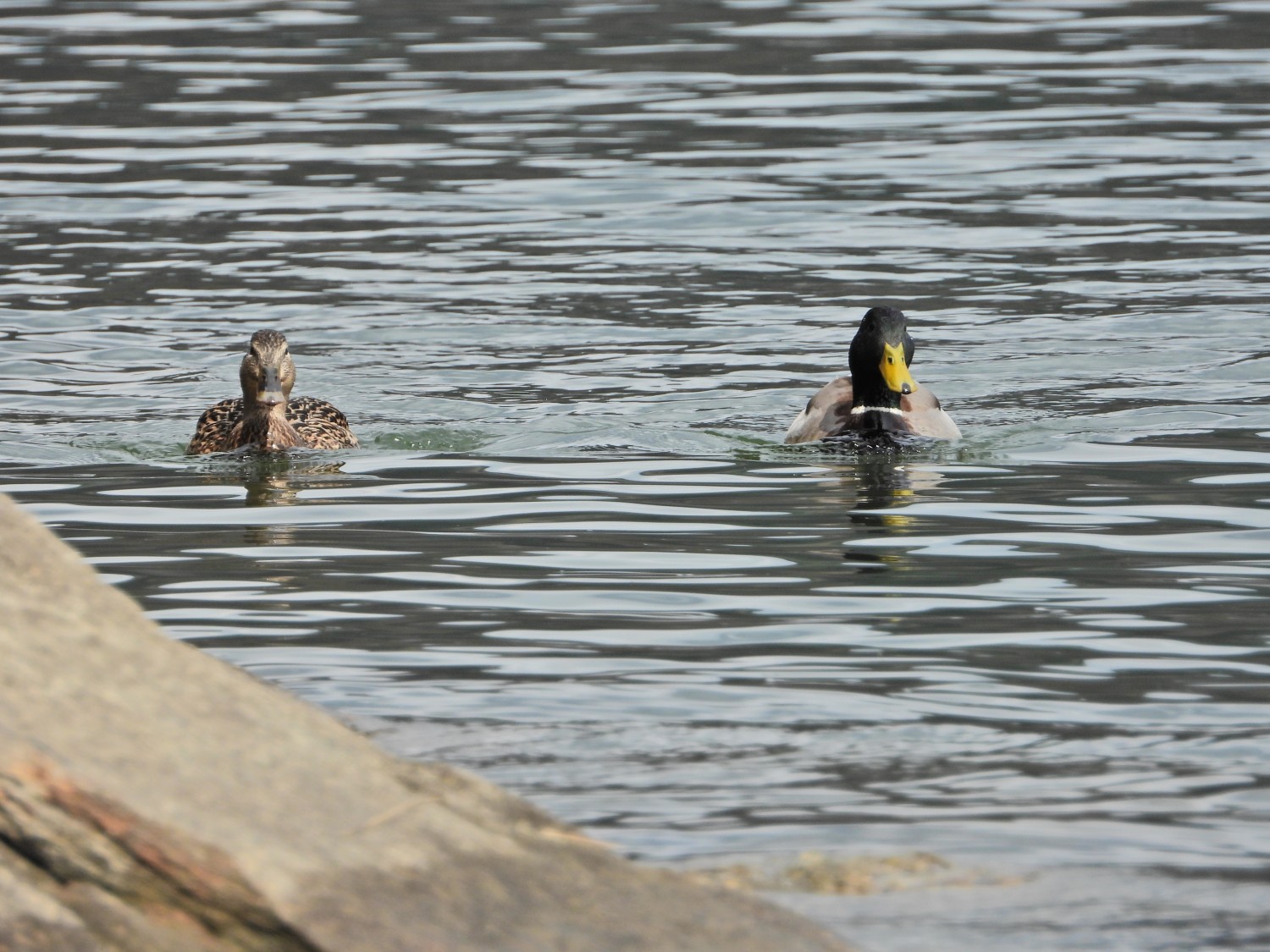 livebirdspoland_e6cb53dd8210b1706d159b22d1bc0464.jpg
