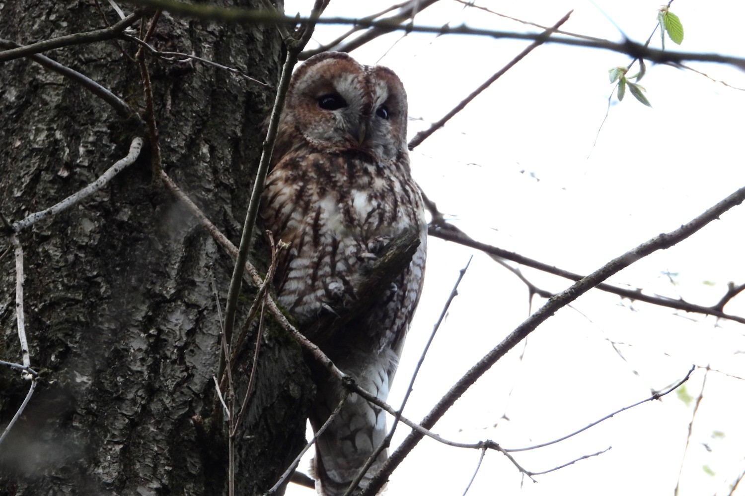 livebirdspoland_c1898eb41b0aee18983b97ca033a35f6.jpg