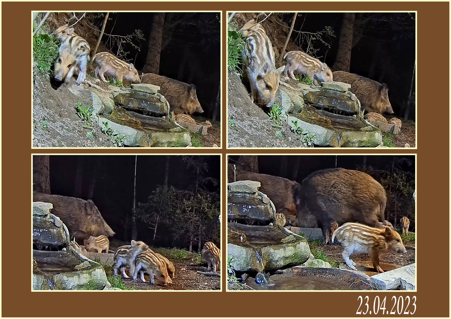 livebirdspoland_a30c3abf16e94670f30ba7061200bfa8.jpg
