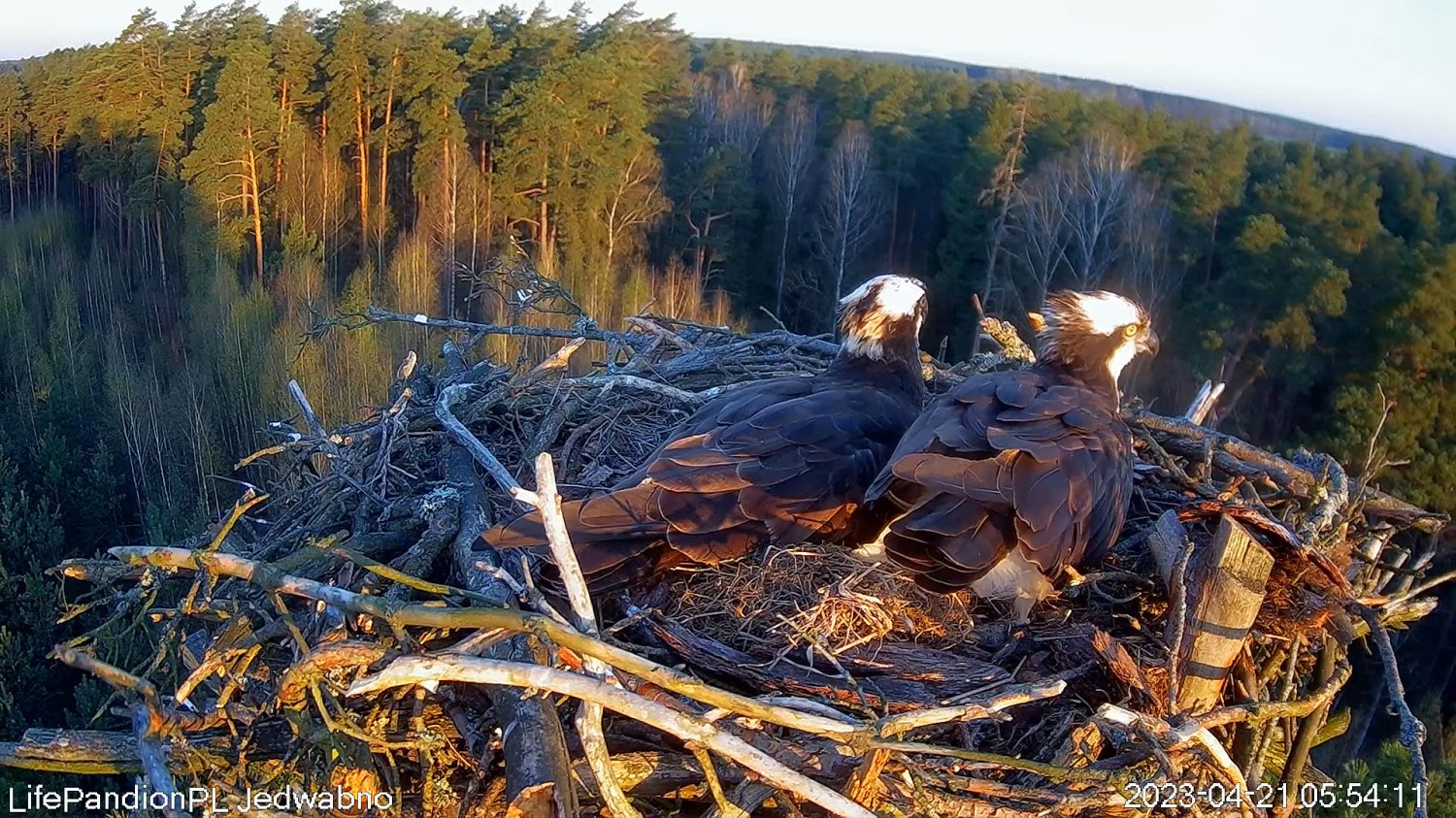 livebirdspoland_742ce89a6c2fd7d61a462921d3644542.jpg