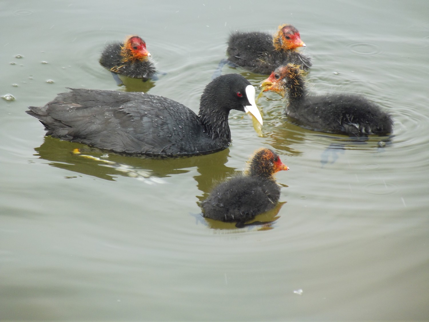 livebirdspoland_31cdee33e2b0c6b406142378121db3c3.jpg