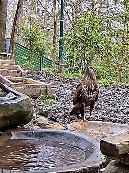 livebirdspoland_3bc4aa52ad185f8d861a35b13d4300c7.jpg