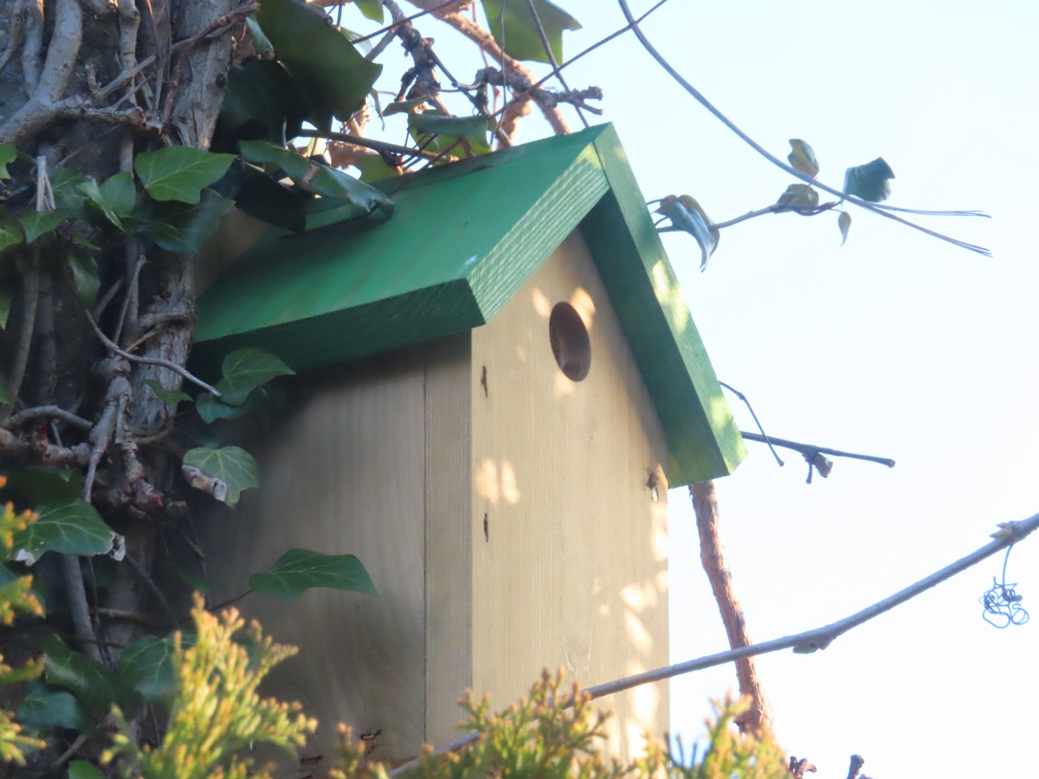 livebirdspoland_205090b965b69900048094953384e743.jpg