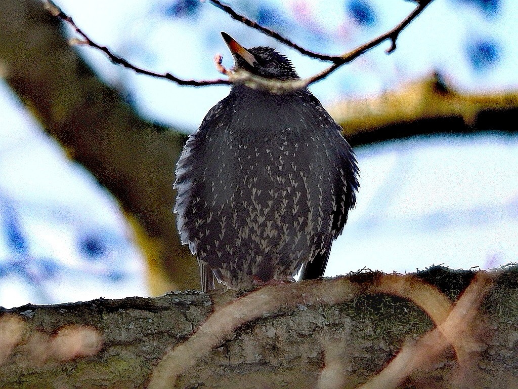 livebirdspoland_461b91bed66c064c9905d1cb0298d85a.jpg