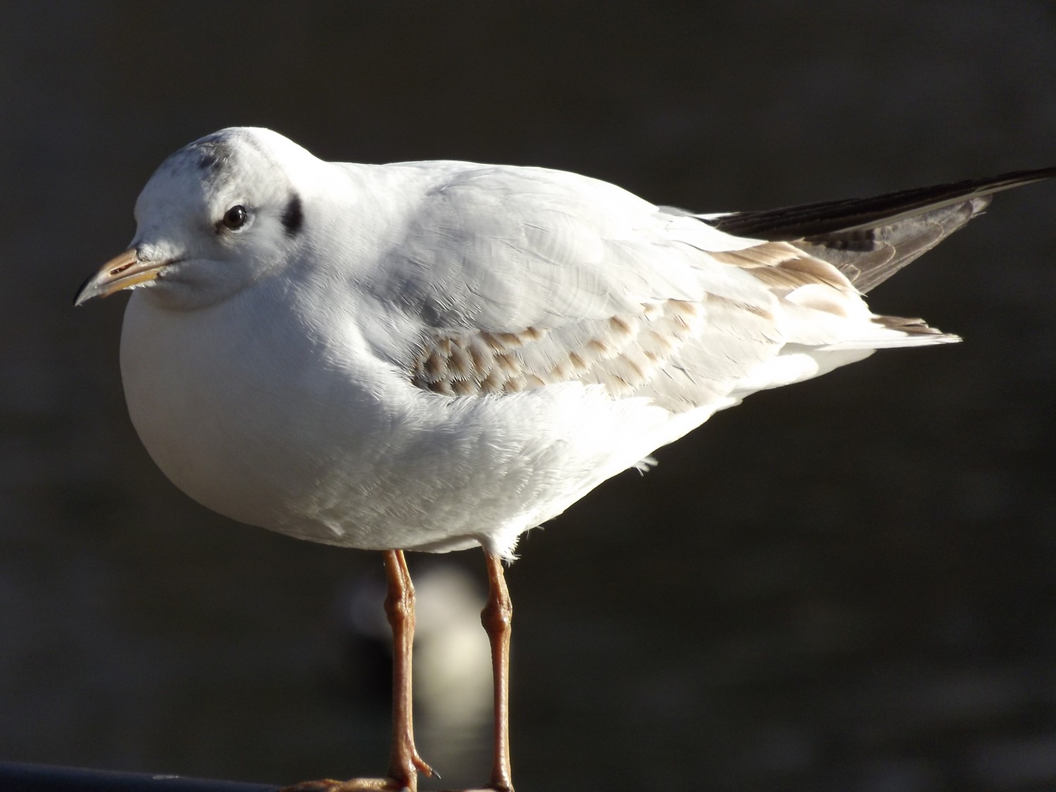 livebirdspoland_4e8abf0def68784d2b30c04e348e6450.jpg