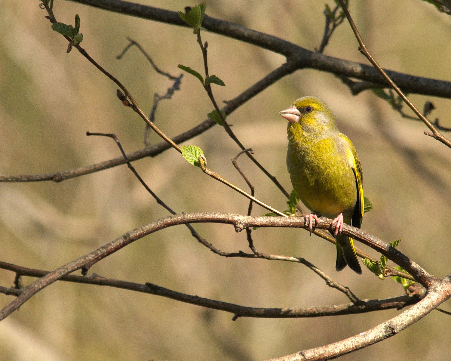 livebirdspoland_3852f63c152394201901d06bc8a94747.jpg