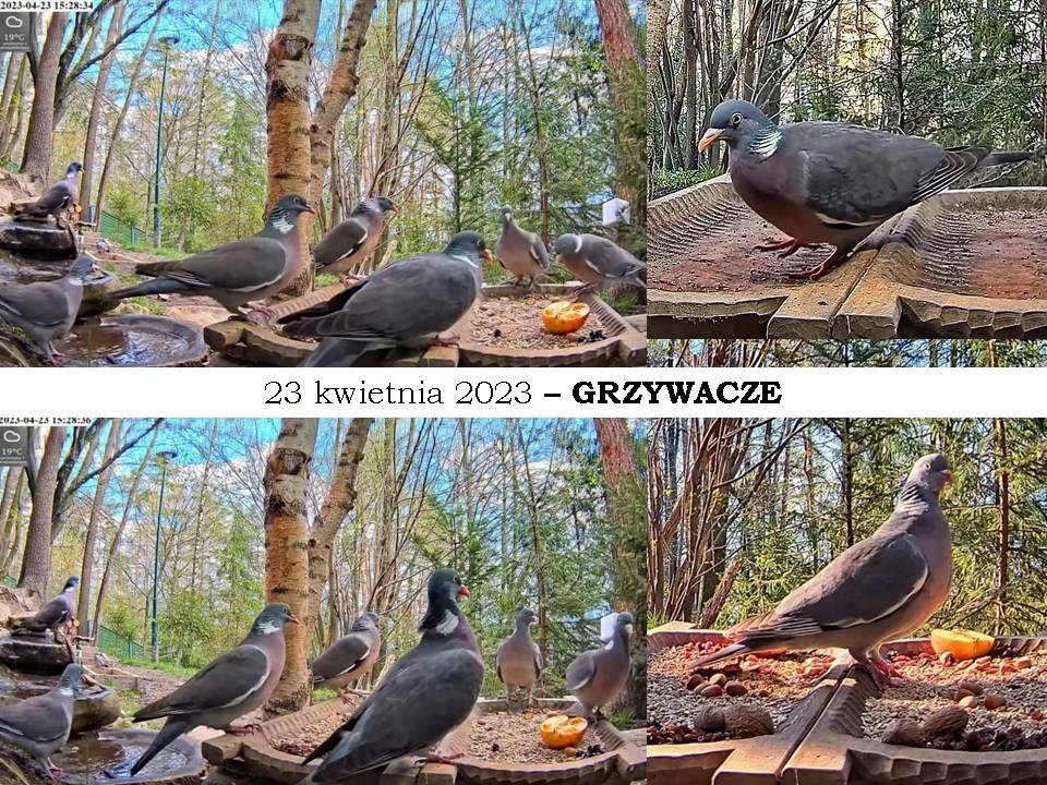 livebirdspoland_2761450cfc49c26e4428410963a857fd.jpg