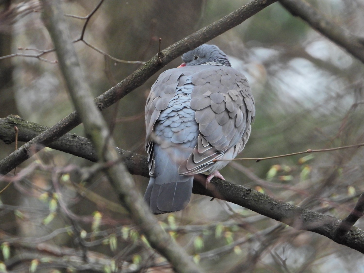 livebirdspoland_628f88e7b9dca01058e1fb83ee6f74b3.jpg