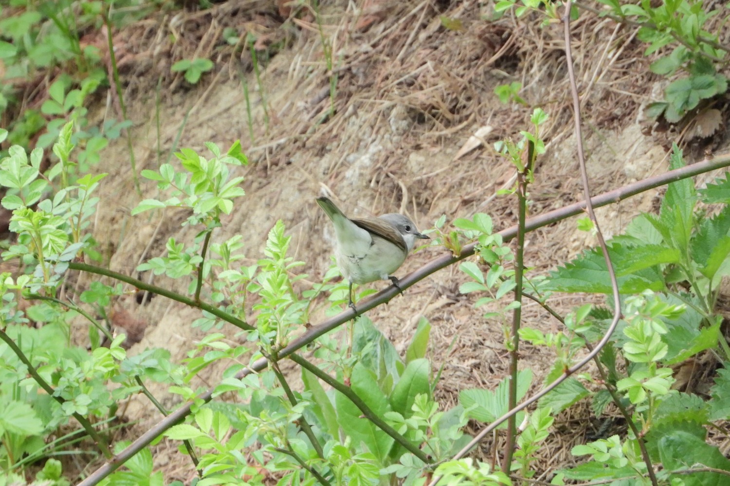 livebirdspoland_56759022f0c4ff940dfe92919dc20687.jpg