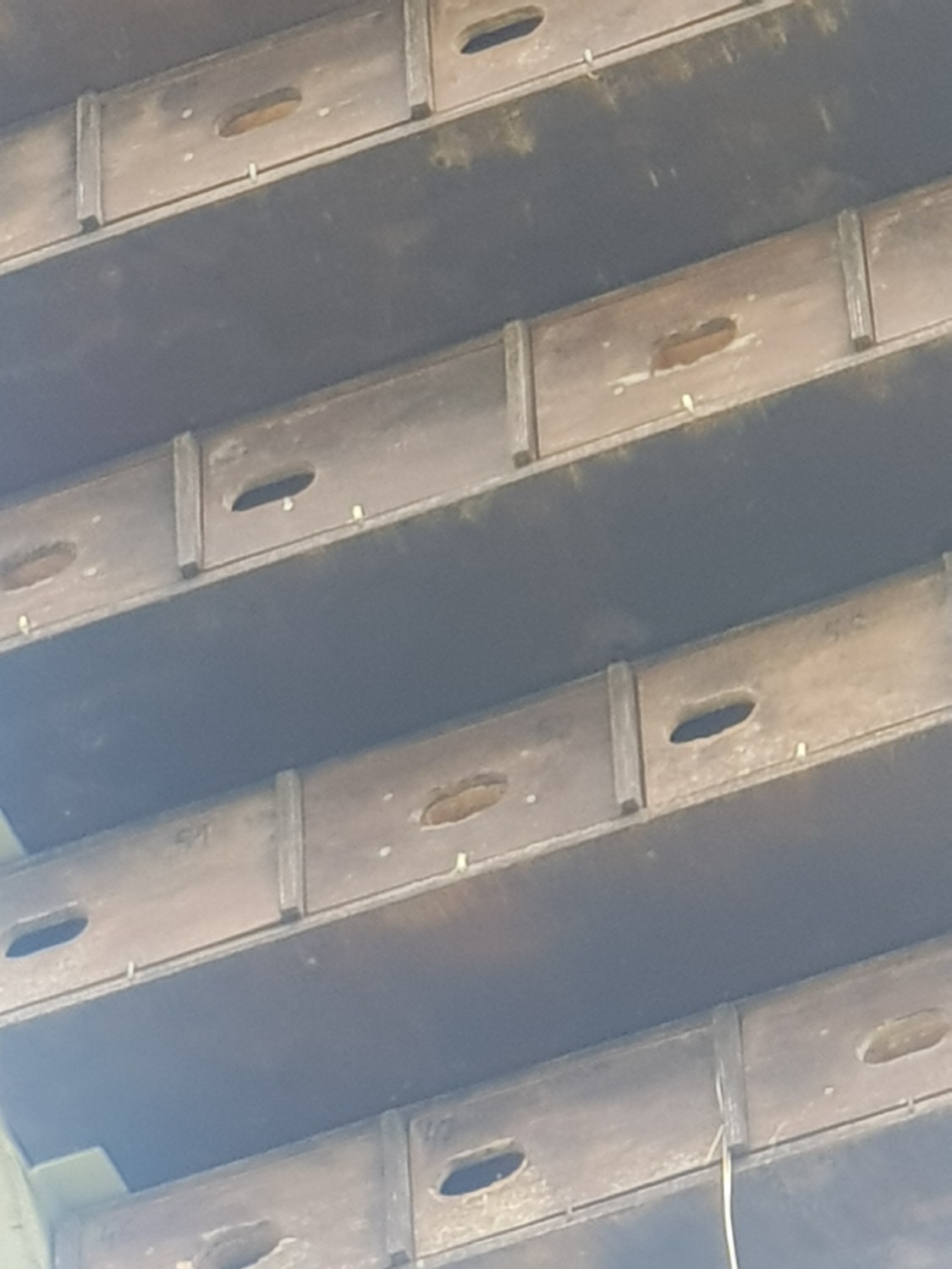 livebirdspoland_fe1a6f135a61da77e5751da13ca8d431.jpg