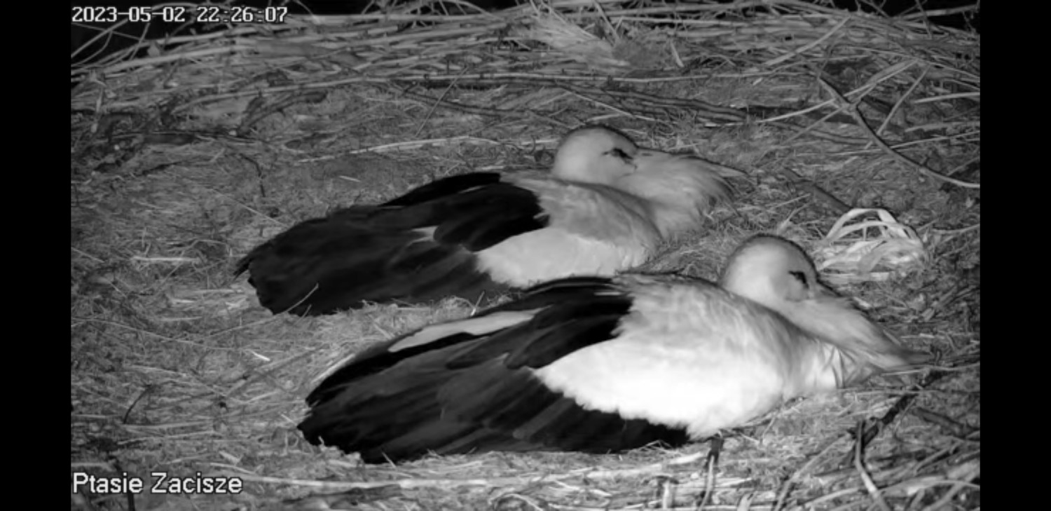 livebirdspoland_4bbb025225fa0a352db835222d28ad95.jpg