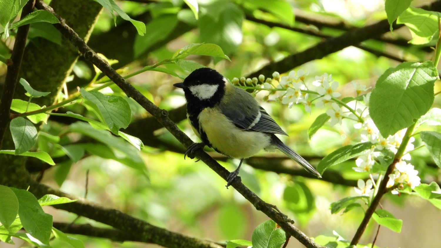 livebirdspoland_f57084a90fd89cb93d73905b0d3a9595.jpg